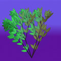 grow_tree